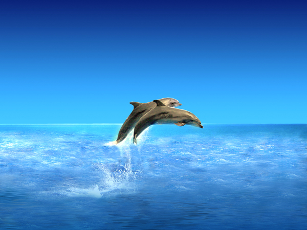 Dolphins in Christchurch City